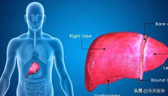 肝脏位置之谜，左边还是右边？——揭秘人体器官的奇妙布局