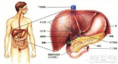 肝脏钙化灶，从成因到应对的全面解析