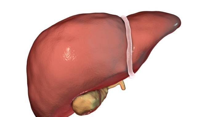 肝脏不好6大征兆，警惕身体发出的求救信号