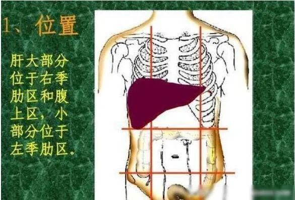 肝脏疼痛与胃疼痛的辨识与区别