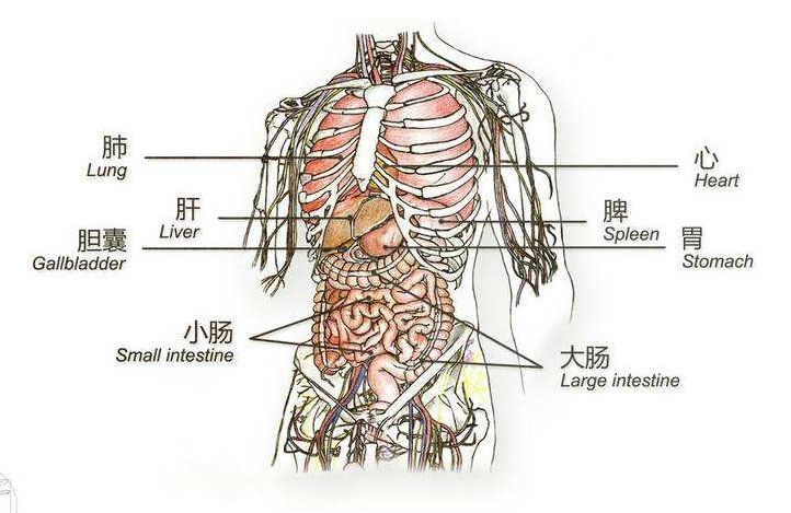 肋骨与肝脏的紧密共生，位置图解与健康解析