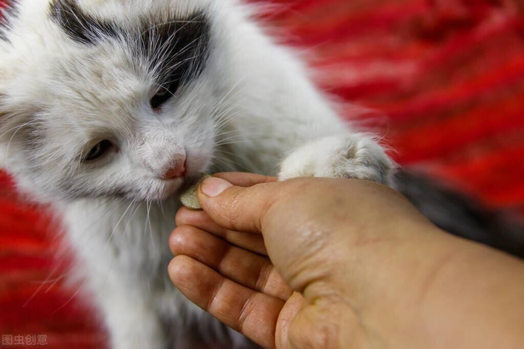 猫咪肠胃炎的应对与治疗，科学用药指南