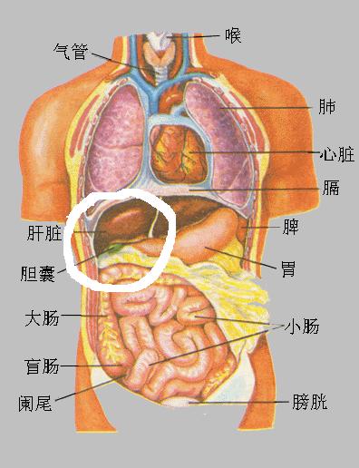 肝脏在人体中的位置，生命的解毒工厂与能量源泉