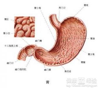 肠胃炎的成因与病状解析