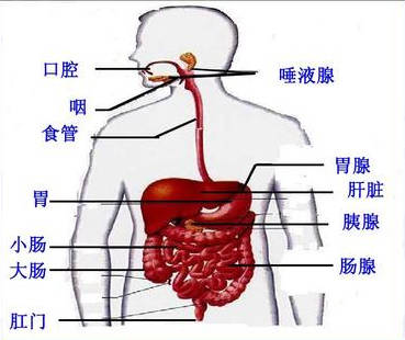 肠胃镜，从准备到完成的全面解析——视频导览