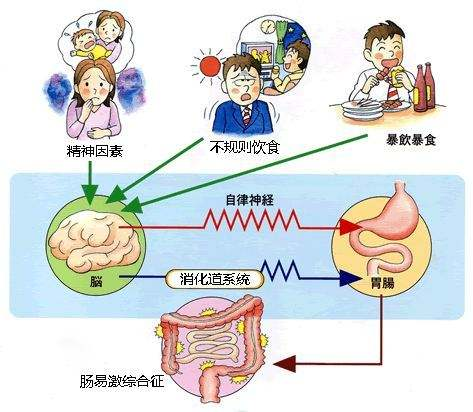 肠胃功能紊乱的多元成因探析