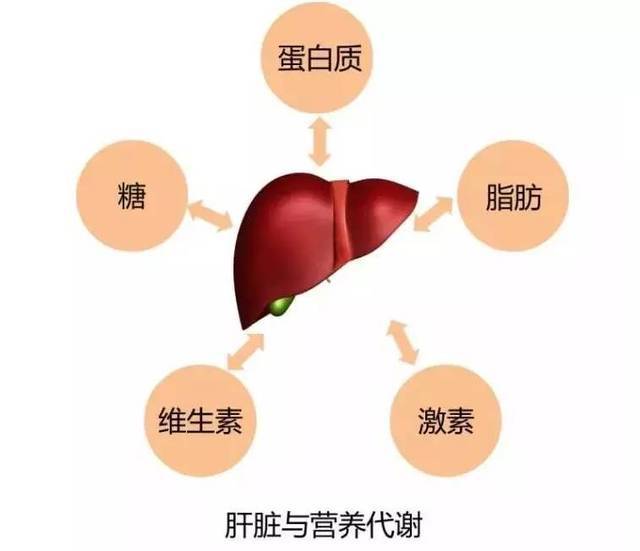 肝脏代谢功能，人体的解毒工厂与能量源泉