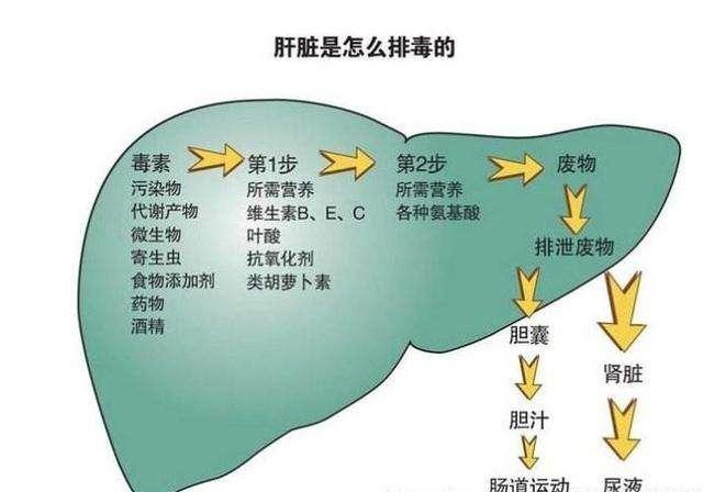 肝脏排毒，夜间的守护神