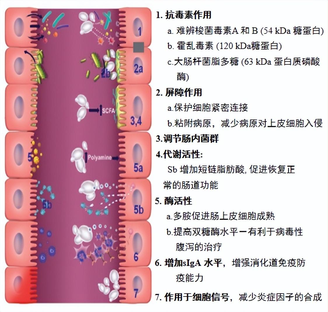 急性肠胃炎，了解病因、症状与应对策略