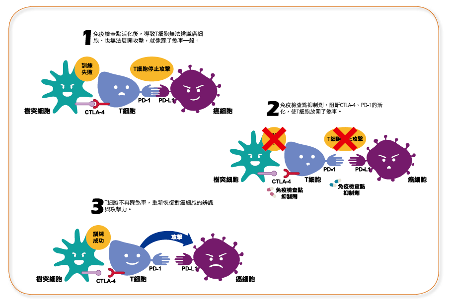 免疫治疗，一场对抗疾病的革命性探索