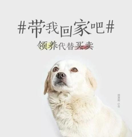 温馨隅角，在我城市里那家不可替代的宠物医院
