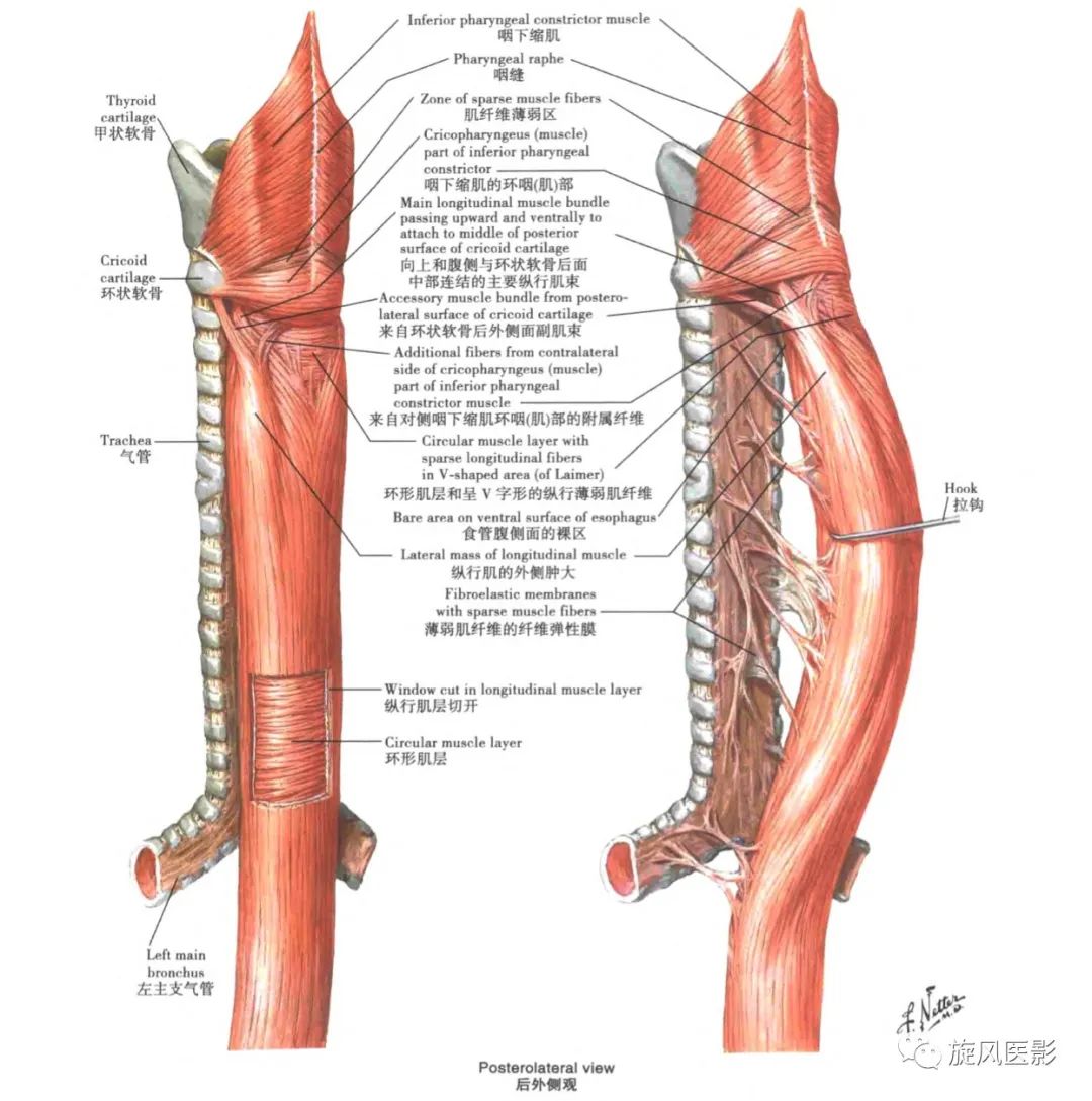 医院图片，食道气管解剖图详解