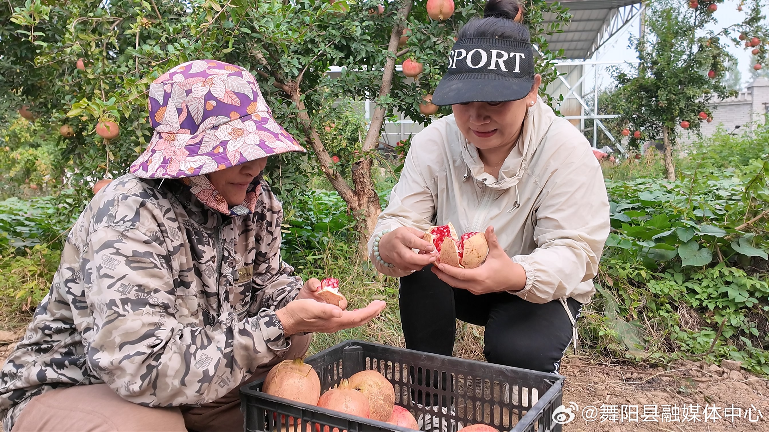 水果奶奶论坛，共享甜蜜，传递健康