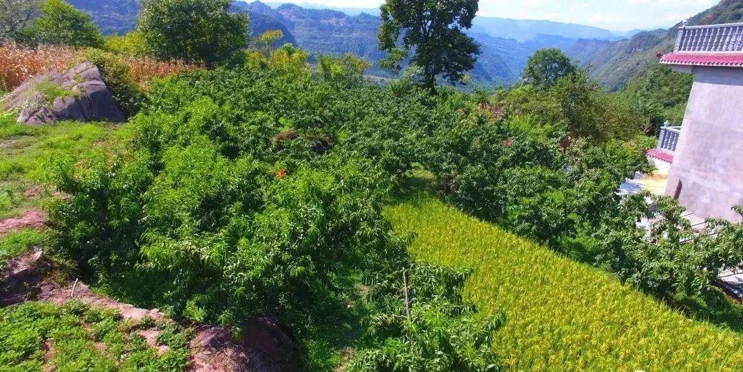 澳门六哥，免费观看完整版视频的探索之旅